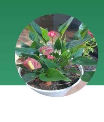 Identificação da planta Antúrio por foto