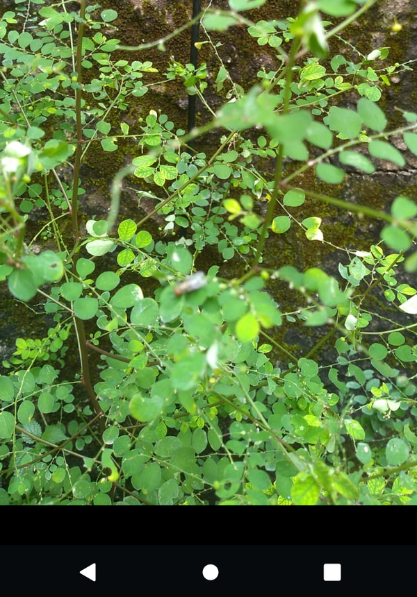 Identificação da planta Quebra pedra por foto