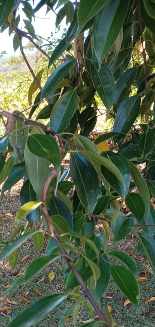 Identificação da planta Canela por foto