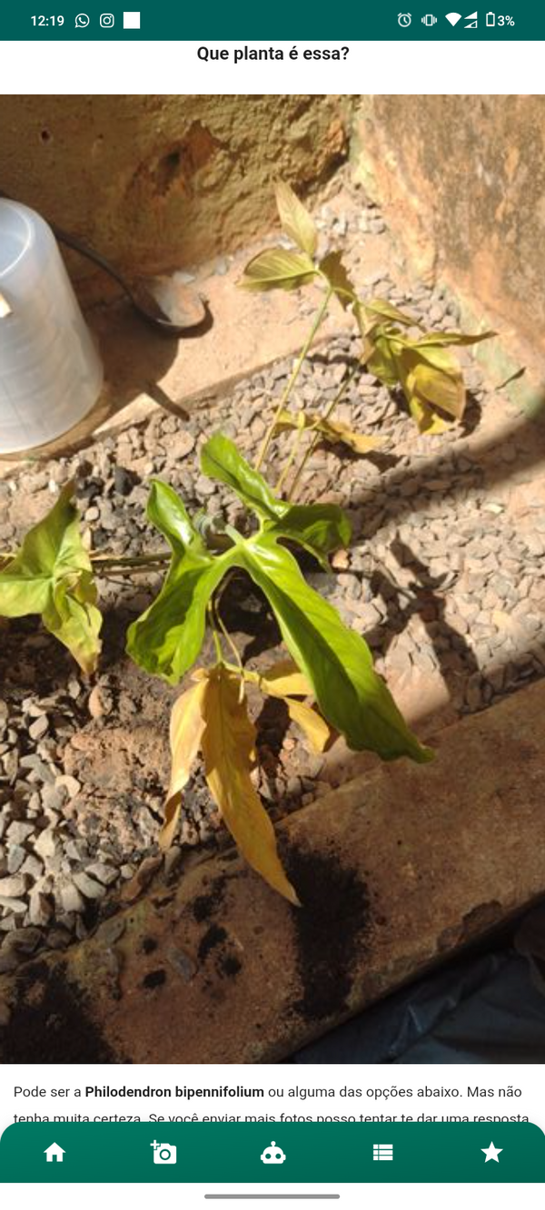 Identificação da planta Folhagem-de-sino por foto