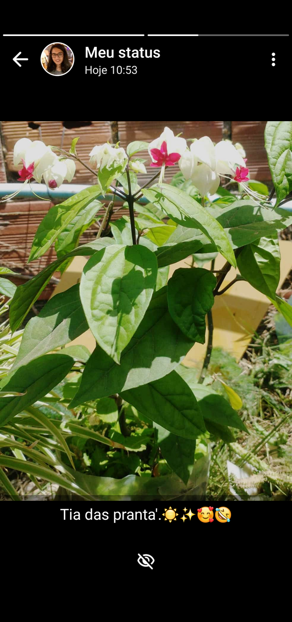 Identificação da planta Trepadeira Lágrima de cristo por foto