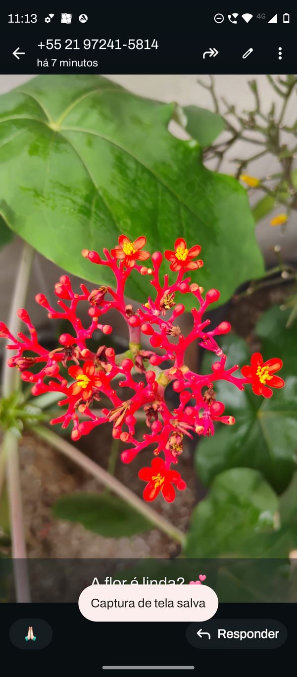 Identificação da planta Barrigudinha por foto