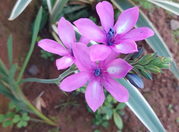 Identificação da planta Angélica por foto