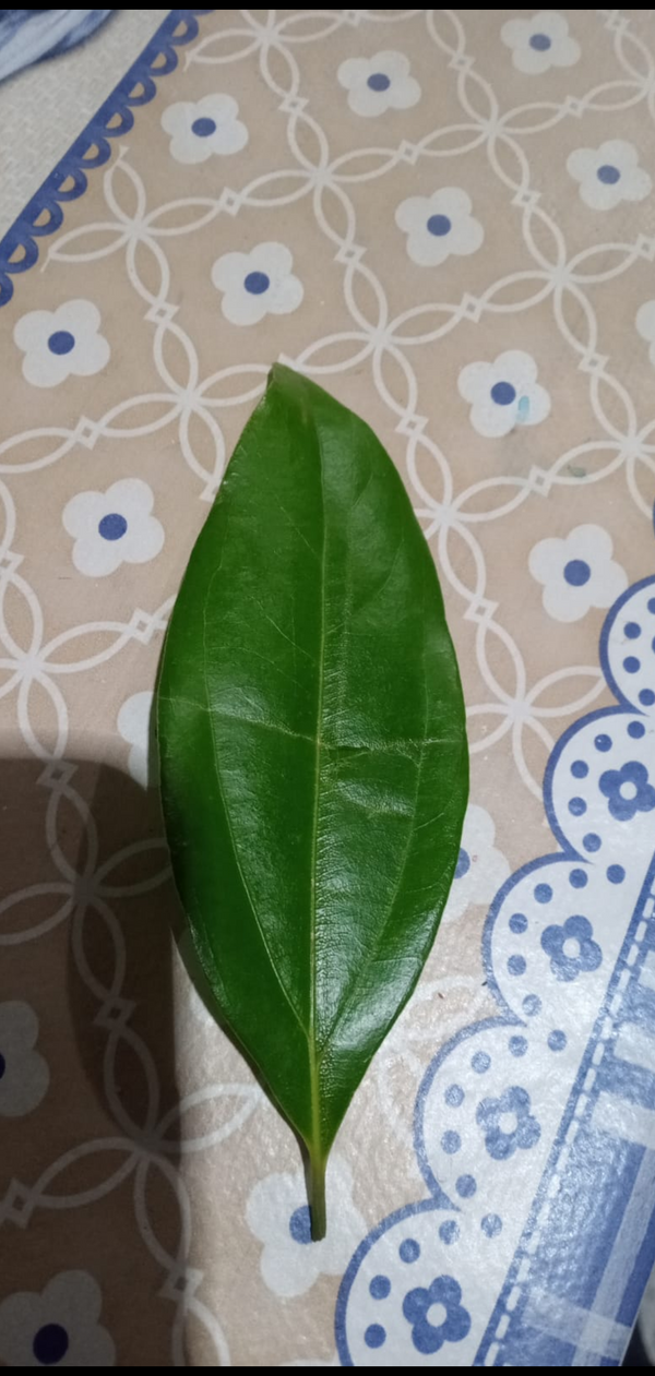 Identificação da planta Canela por foto