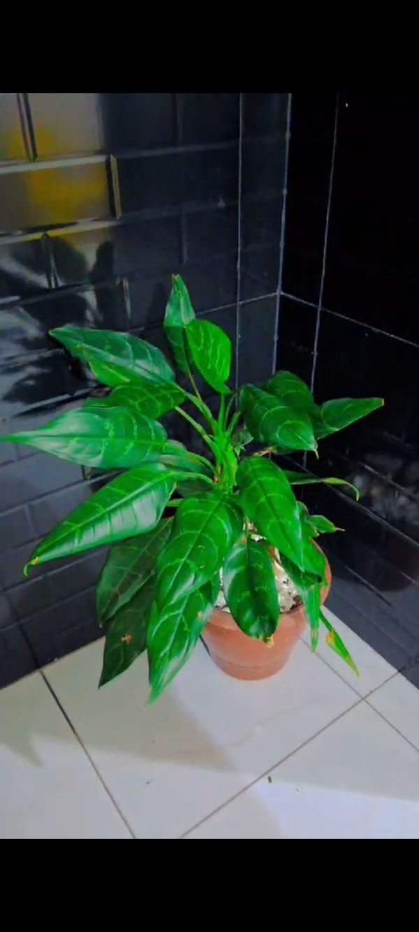 Identificação da planta Café de Salão por foto