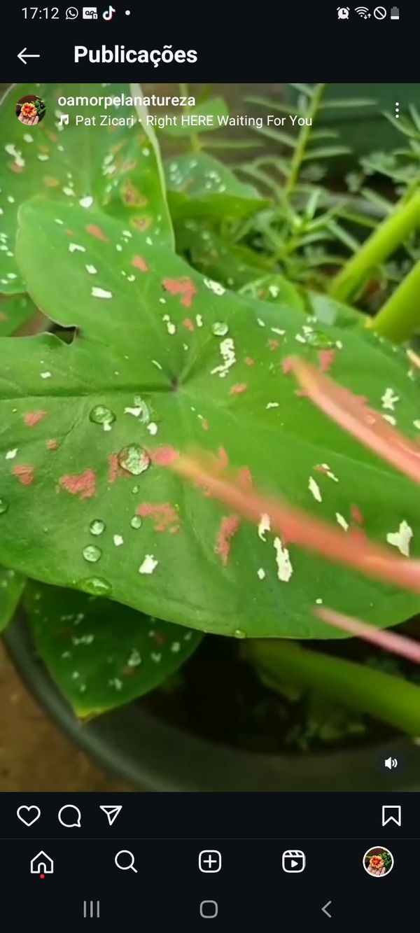 Identificação da planta Tinhorão por foto