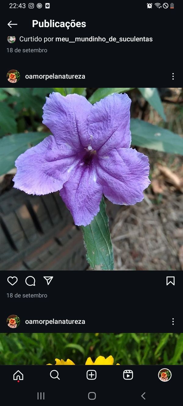 Identificação da planta Ruélia por foto
