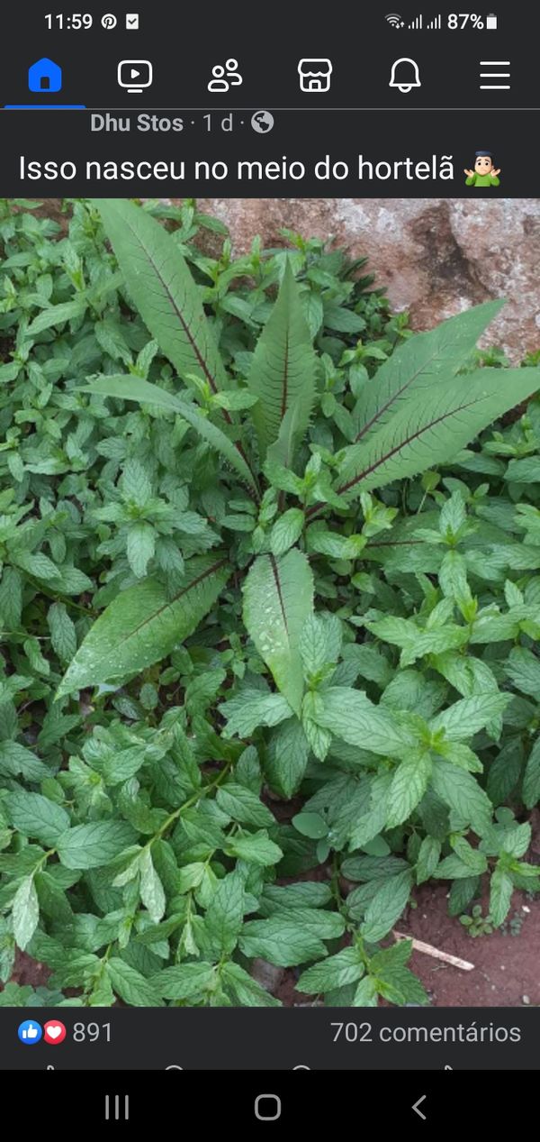 Identificação da planta Azedinha por foto
