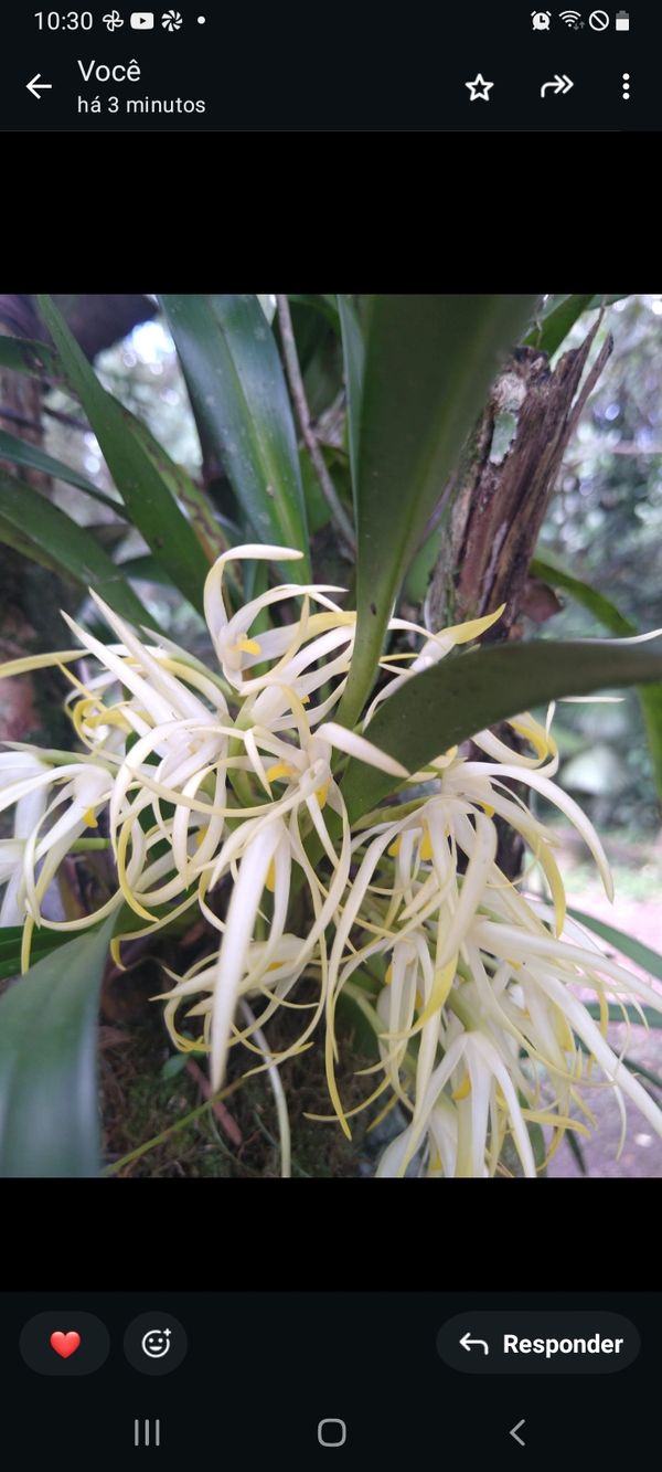 Identificação da planta Maxilaria por foto
