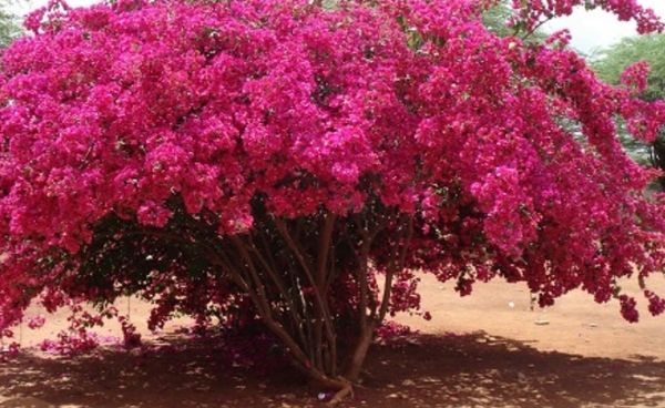 Identificação da planta Buganvilia por foto