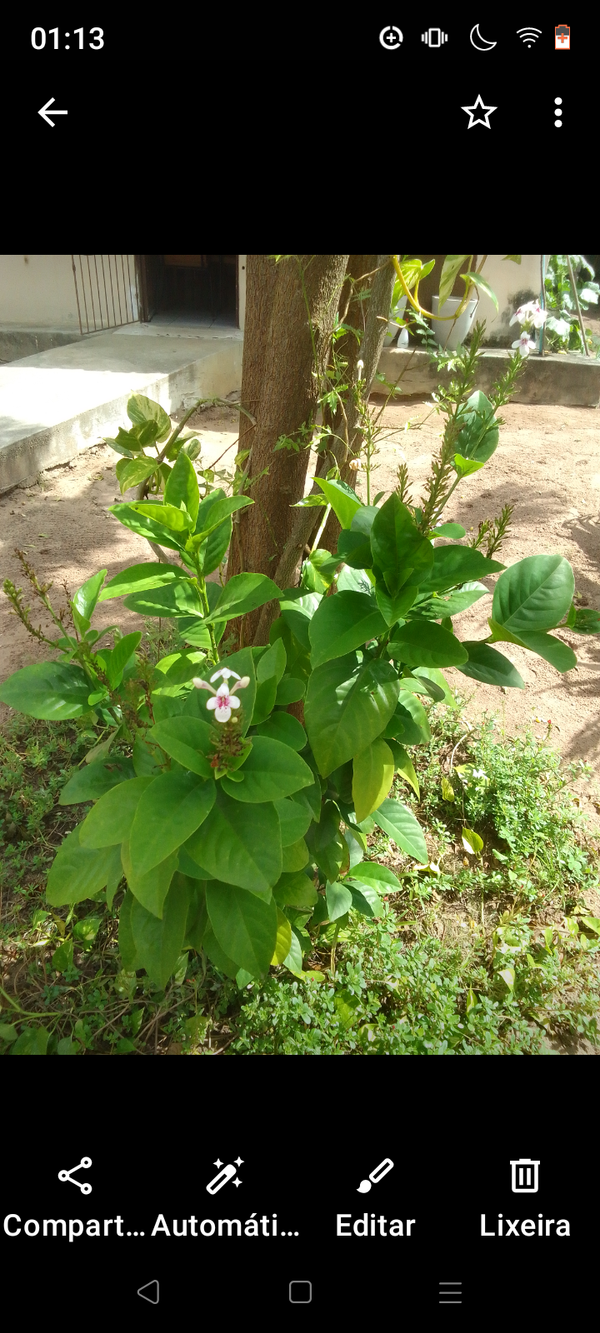 Identificação da planta Crota por foto