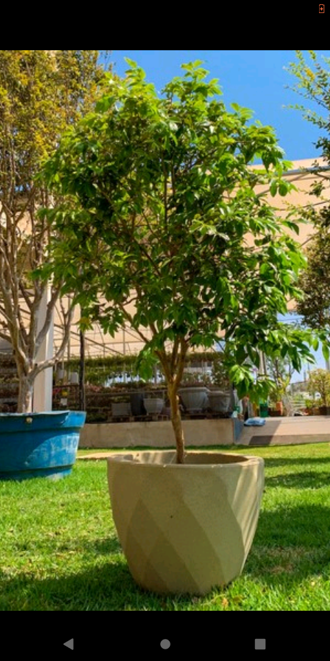 Identificação da planta Jabuticaba-paulista por foto