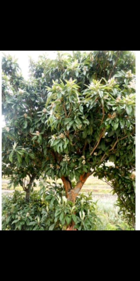 Identificação da planta Ameixinha amarela por foto