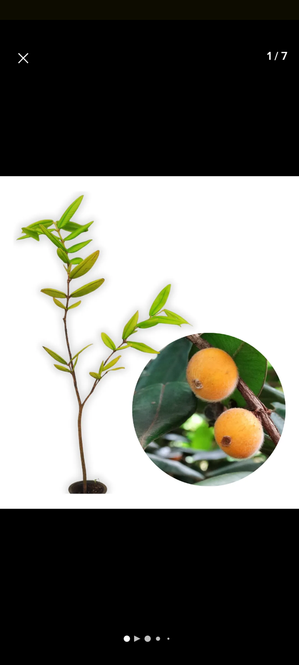 Identificação da planta Cabeludinha por foto