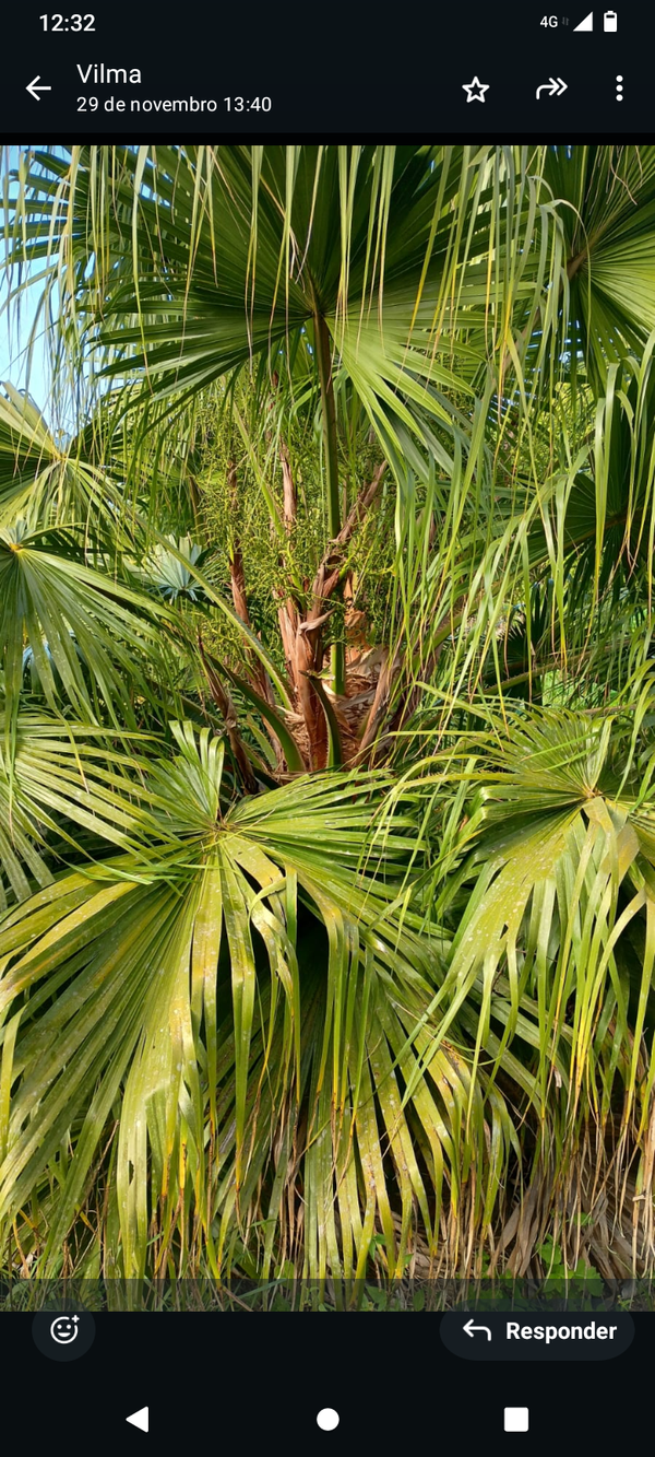 Identificação da planta Palmeira Leque da China por foto