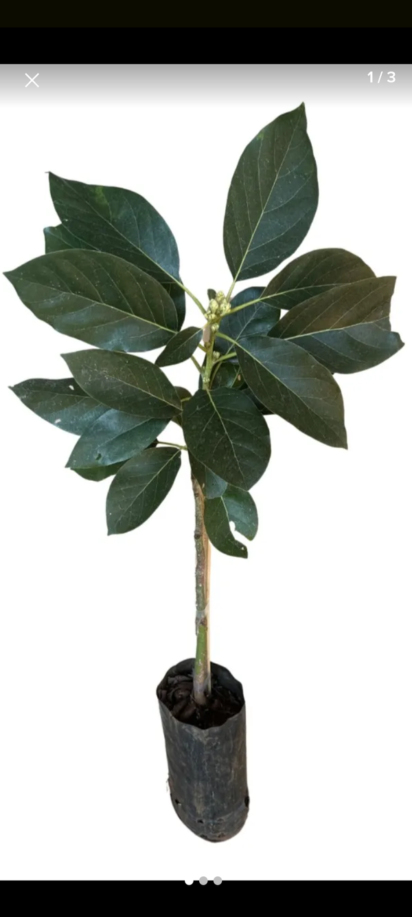 Identificação da planta Abacate por foto