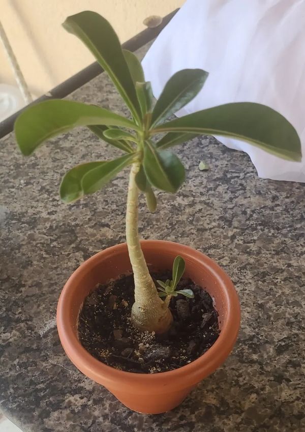 Identificação da planta Rosa do deserto por foto