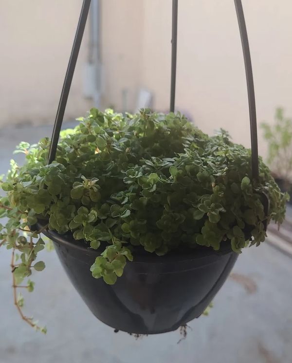 Identificação da planta Lágrima-de-bebê por foto