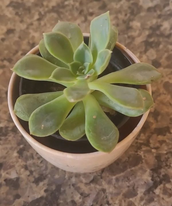 Identificação da planta Rosa-de-pedra por foto
