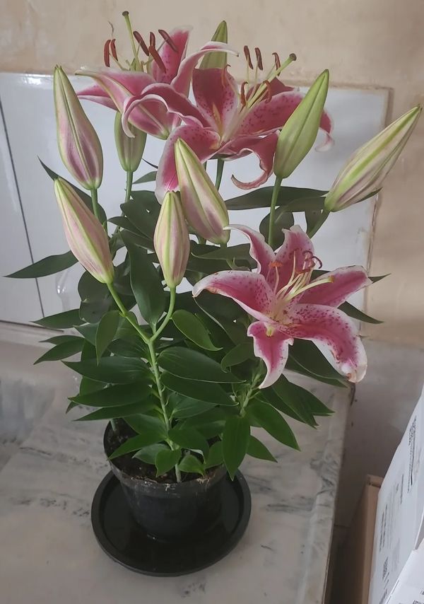 Identificação da planta Lírio por foto