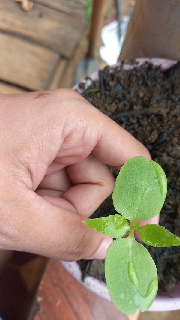 Identificação da planta Maria-sem-vergonha por foto