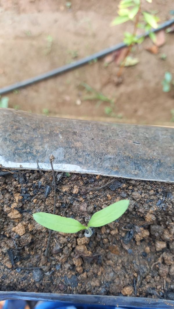 Identificação da planta Agrião por foto