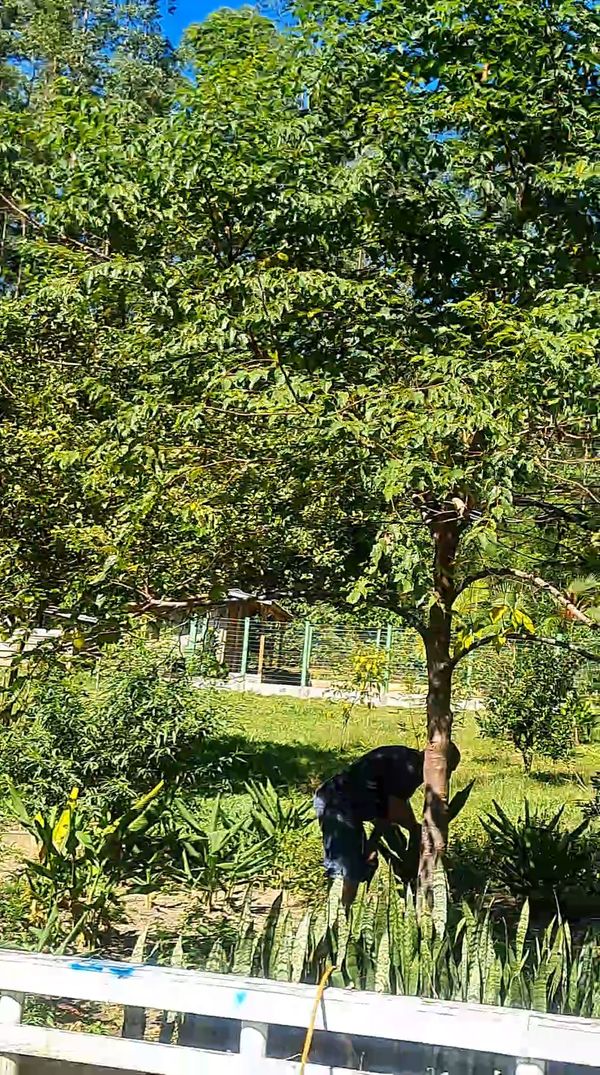 Identificação da planta Uva-do-japão por foto