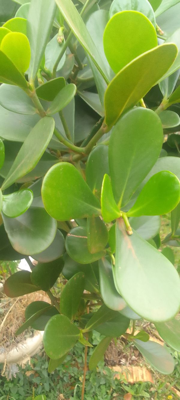 Identificação da planta Abaneiro por foto
