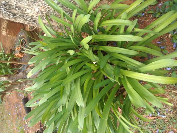 Identificação da planta Agapanto por foto