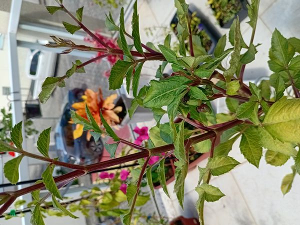 Identificação da planta Dália por foto