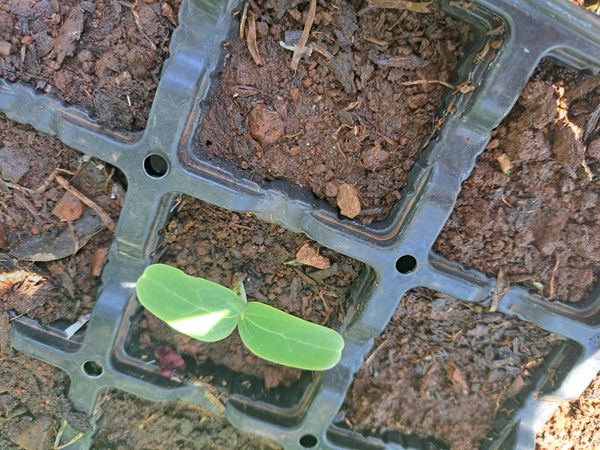 Identificação da planta Berinjela por foto