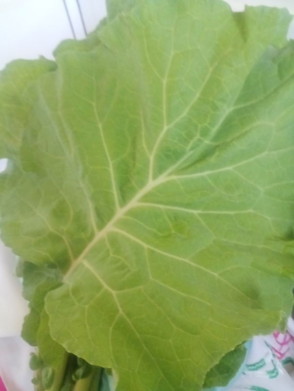 Identificação da planta Nabo por foto