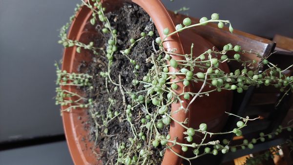 Identificação da planta Colar de pérolas por foto
