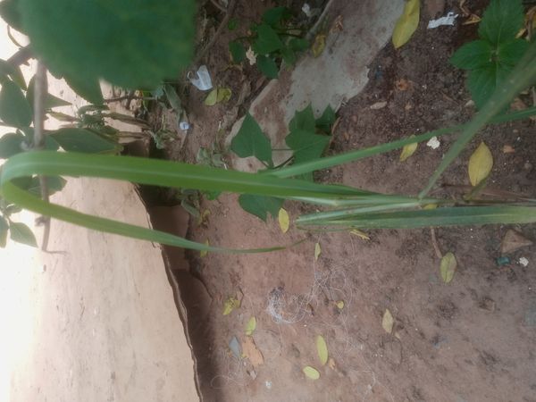 Identificação da planta Capim-limão por foto