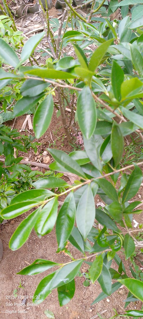 Identificação da planta Cereja-do-rio-grande por foto