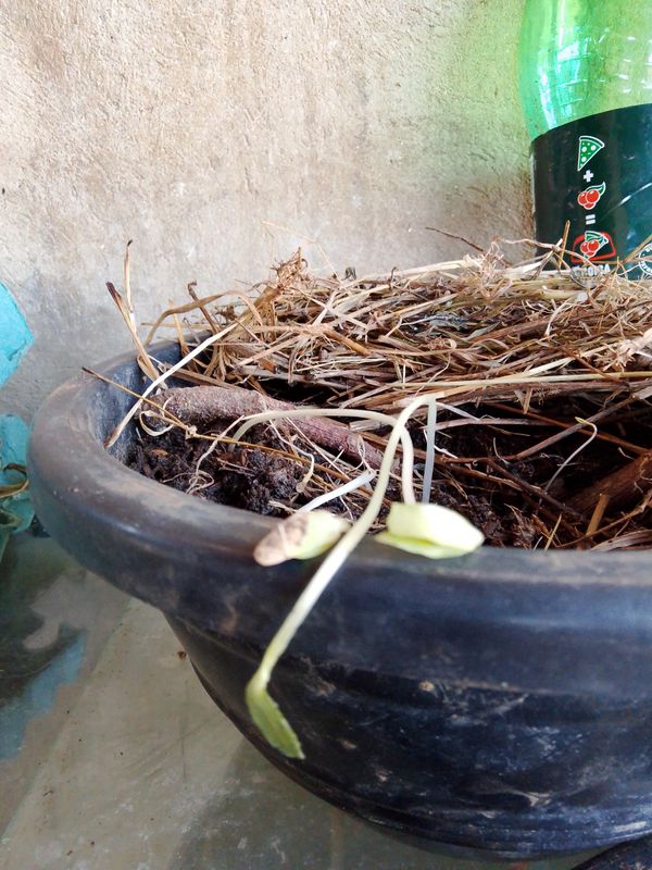 Identificação da planta Agrião por foto