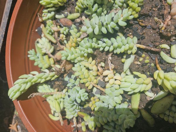 Identificação da planta Rabo-de-burro por foto