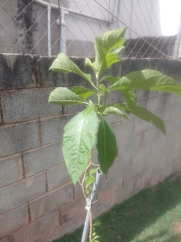 Identificação da planta BOLDO DO CHILE por foto