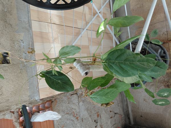 Identificação da planta Feijão-de-porco por foto
