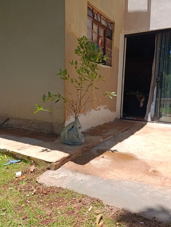 Identificação da planta Sem nome popular conhecido por foto