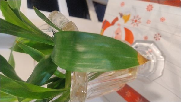 Identificação da planta Bambu da Sorte por foto