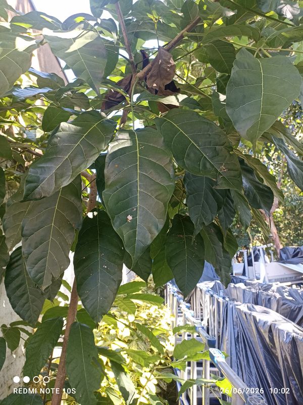 Identificação da planta Ipê Rosa por foto