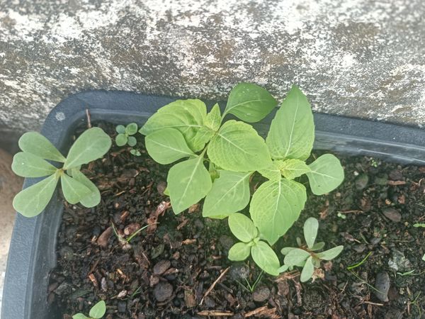 Identificação da planta Manjericão por foto