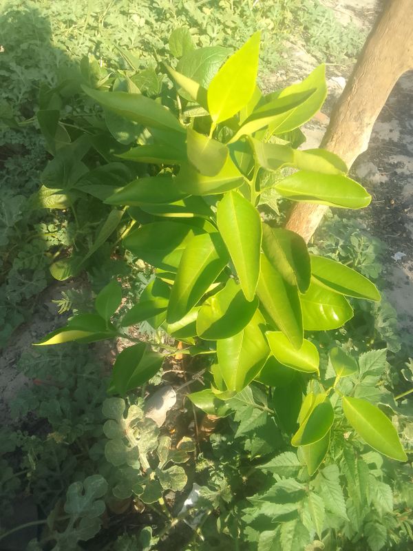 Identificação da planta Mexerica por foto