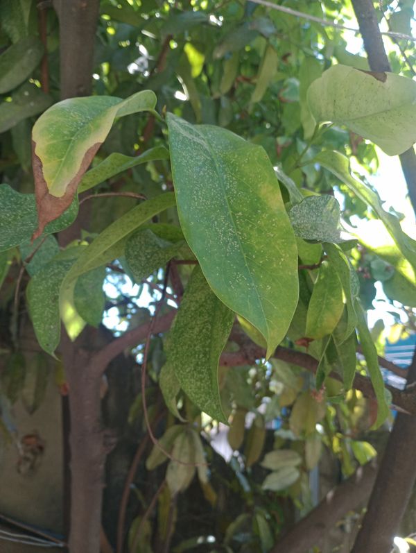 Identificação da planta Pinha por foto