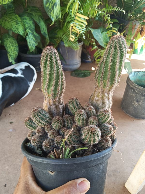 Identificação da planta Cacto-amendoim por foto