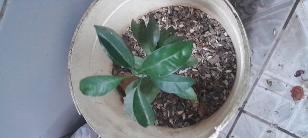 Identificação da planta Mexerica por foto
