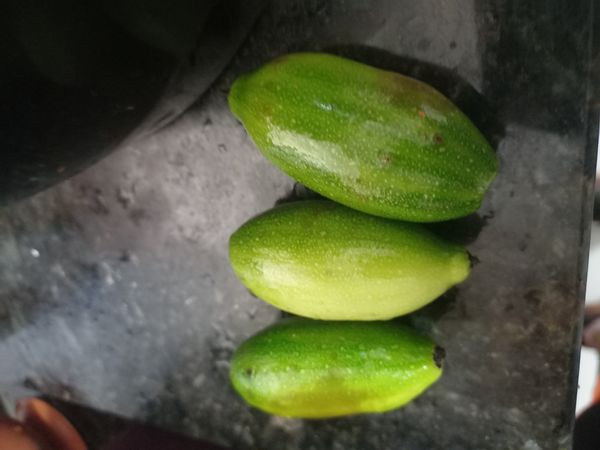 Identificação da planta Você quer o nome comum em português (usado no Brasil)? por foto