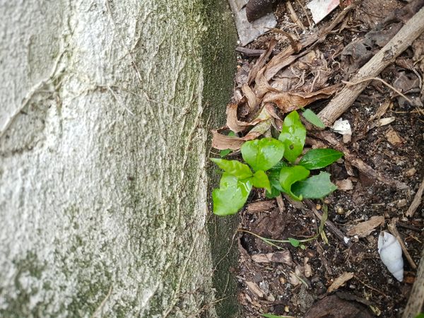 Identificação da planta Pitanga por foto