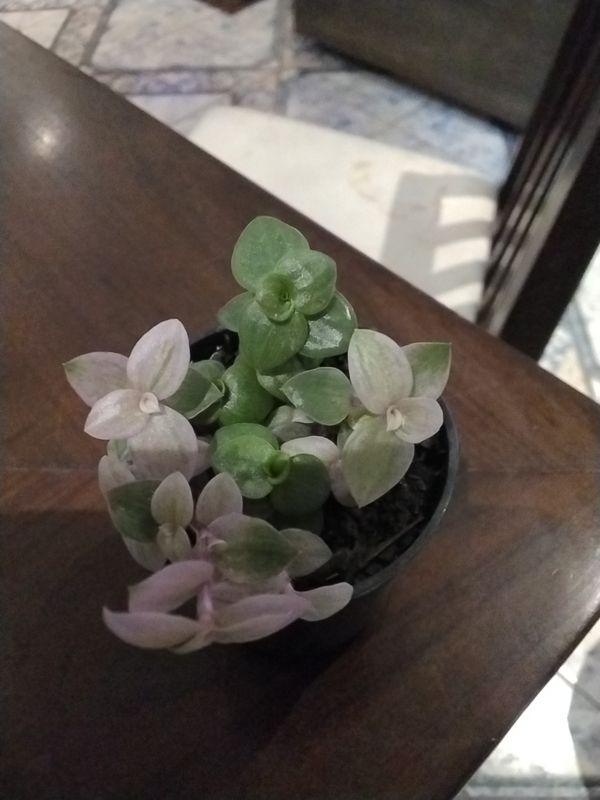 Identificação da planta Tradescantia-nanica por foto